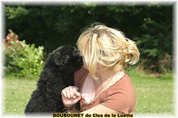 bouvier des flandres photo chiot - Elevage Clos Luette -  COPYRIGHT DEPOSE